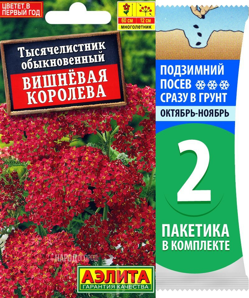 Семена Тысячелистник обыкновенный Вишневая Королева, 2 пакетика по 0,1г/500шт в каждом  #1