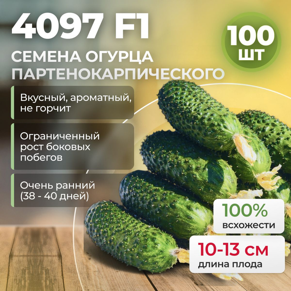 4097 F1 семена огурца очень ранние, 100 шт. (Seminis / ALEXAGRO). Высокоурожайный, партенокарпический #1