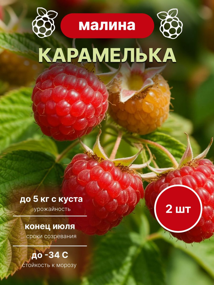 саженцы малины карамелька 2 шт #1