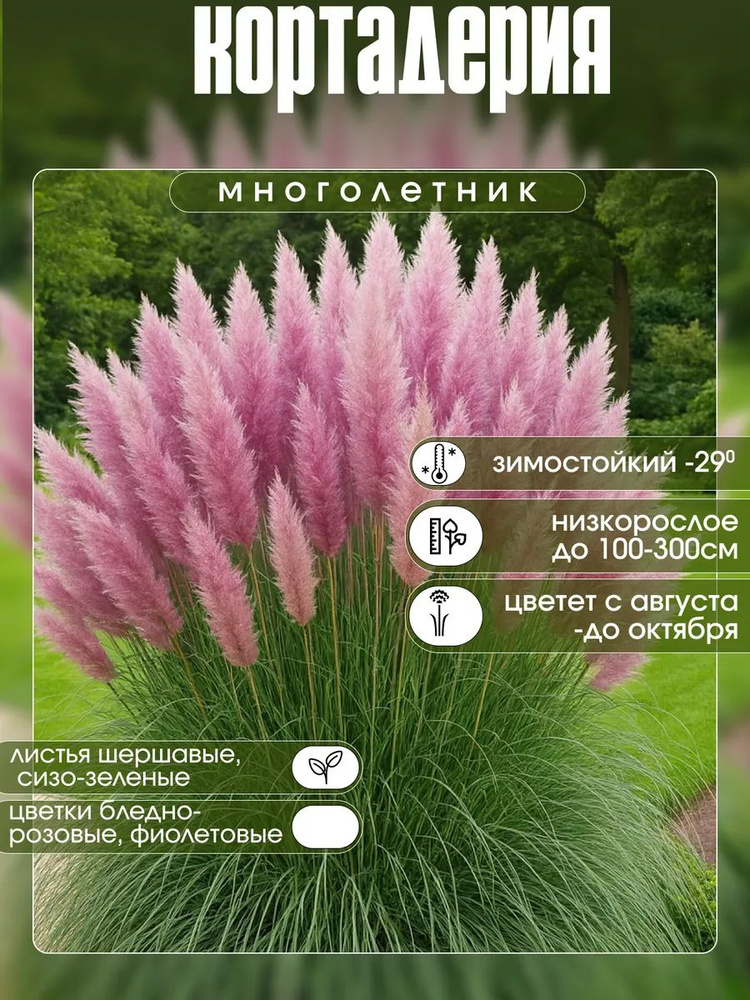 Пампасная трава (кортадерия) саженец фиолетовая #1