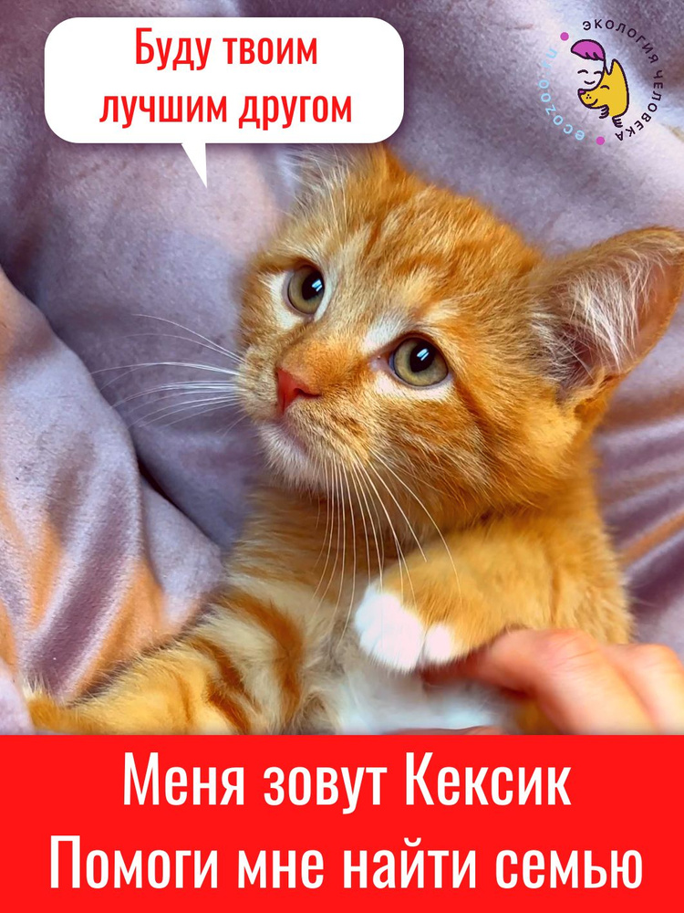 Помощь Кексику #1