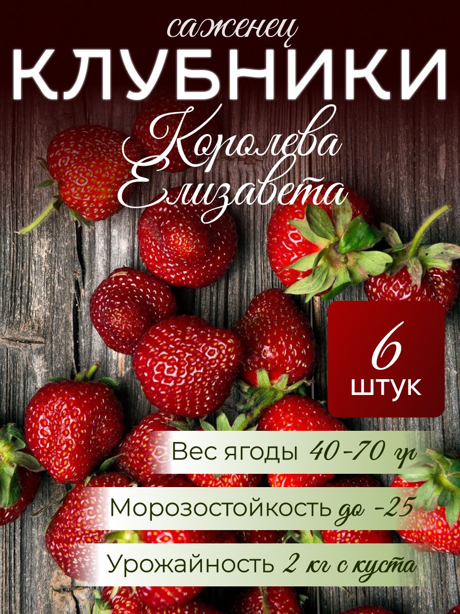 КлубникасортКоролеваЕлизавета,6саженцев