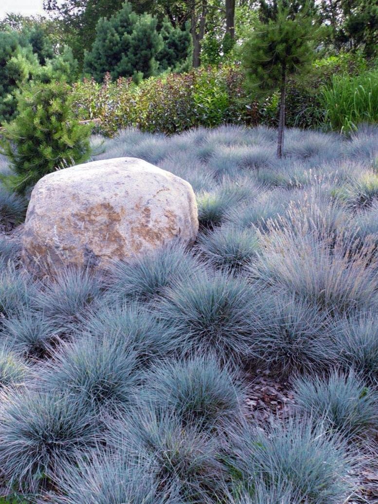 Овсяница Майра имеет несколько «взлохмаченный» вид