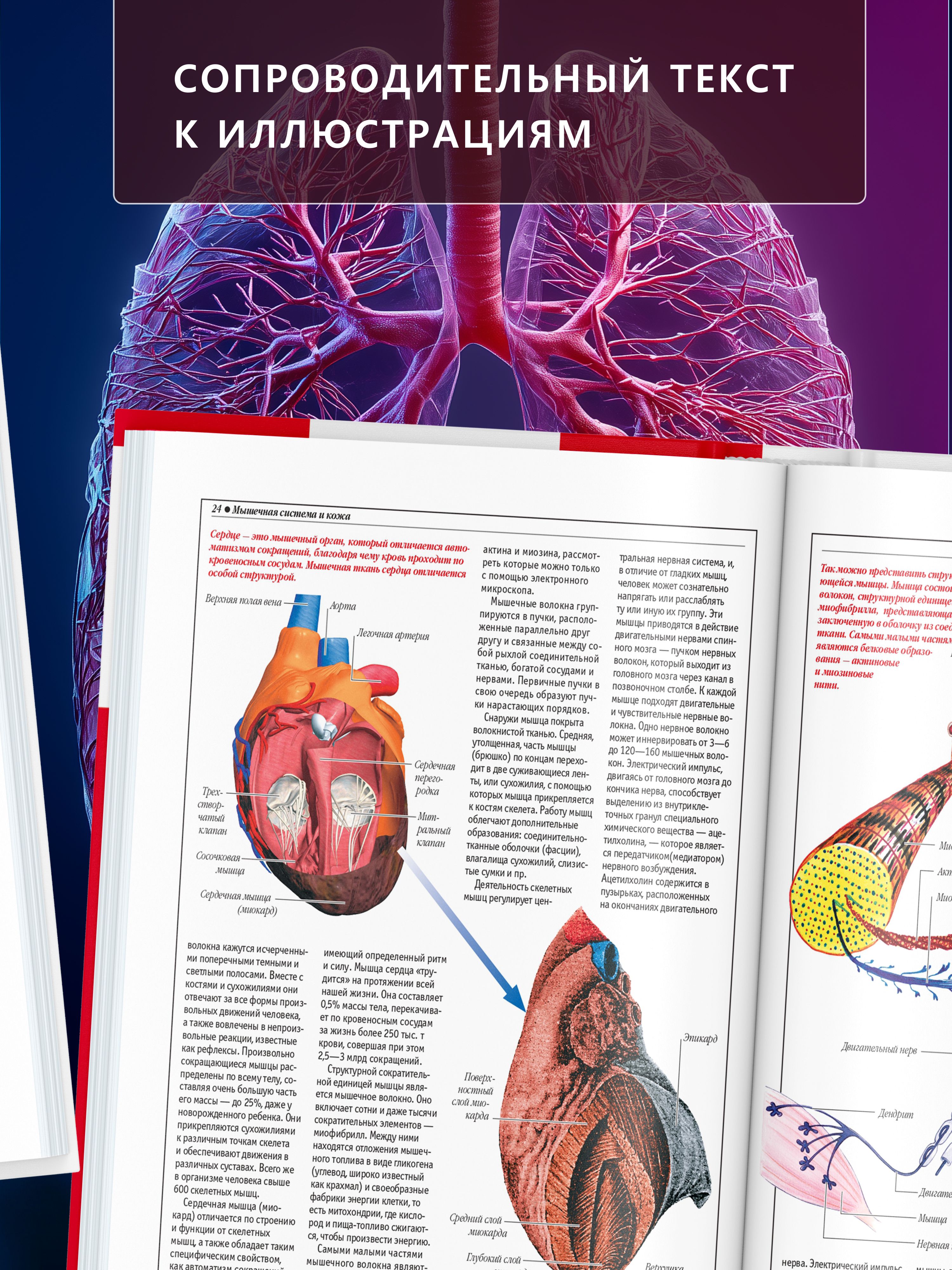 Книга Атлас анатомии человека, основы строения и физиологии | Atlas of Human Anatomy: Fundamentals of Structure and Physiology - Ozon image 4