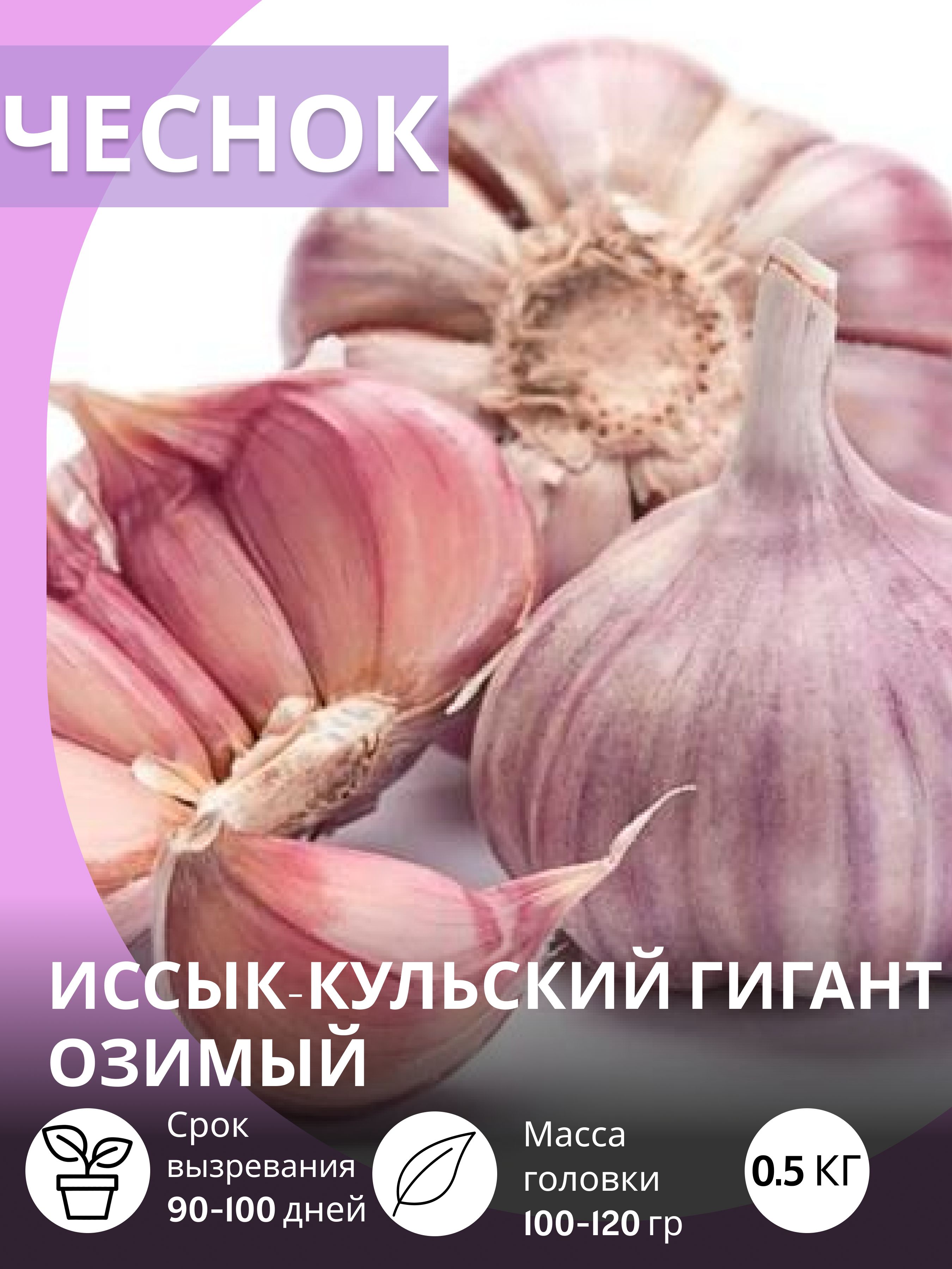 Чеснокнапосадкуосенью,Иссык-КульскийГигантозимый0.5кг