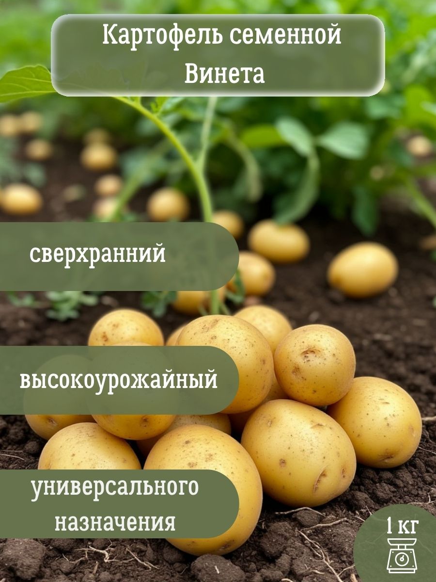 Картофель сорта Вектор