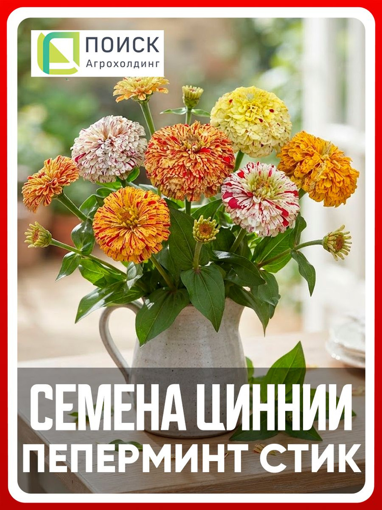 Семена Цинния георгиноцветковая "Пеперминт стик" 0,4 гр, однолетние цветы для дачи, сада и огорода, клумбы, #1