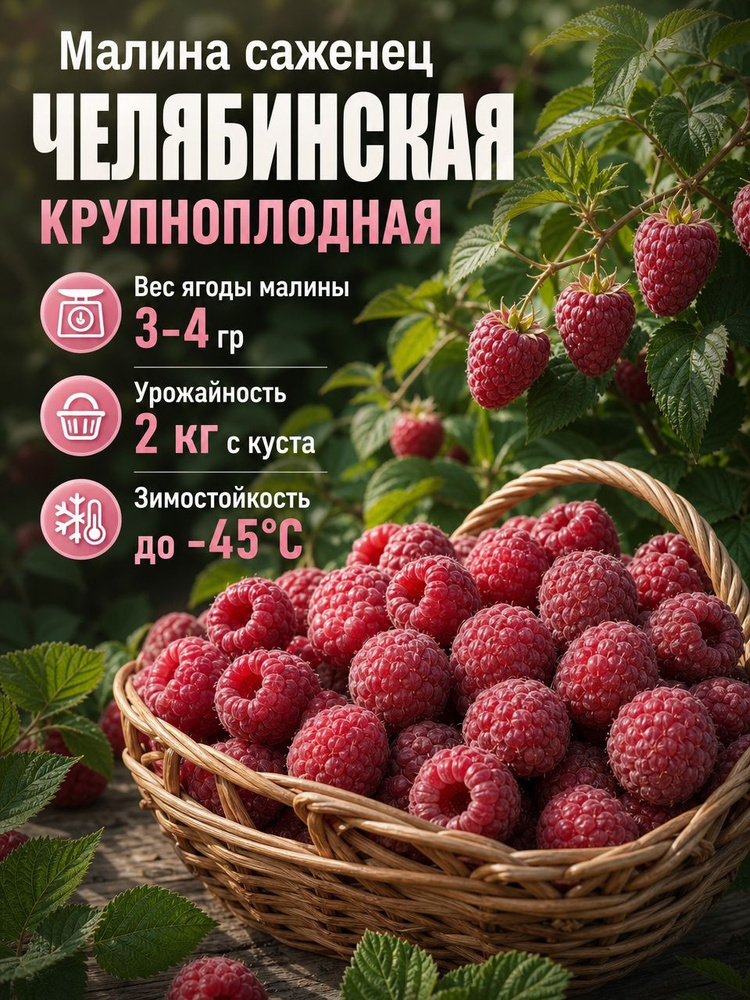 Малина саженец морозостойкая Челябинская крупноплодная #1