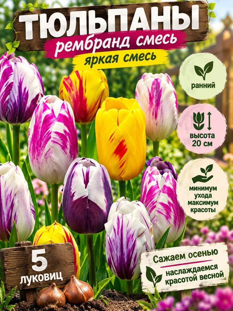 Тюльпаны смесь #1