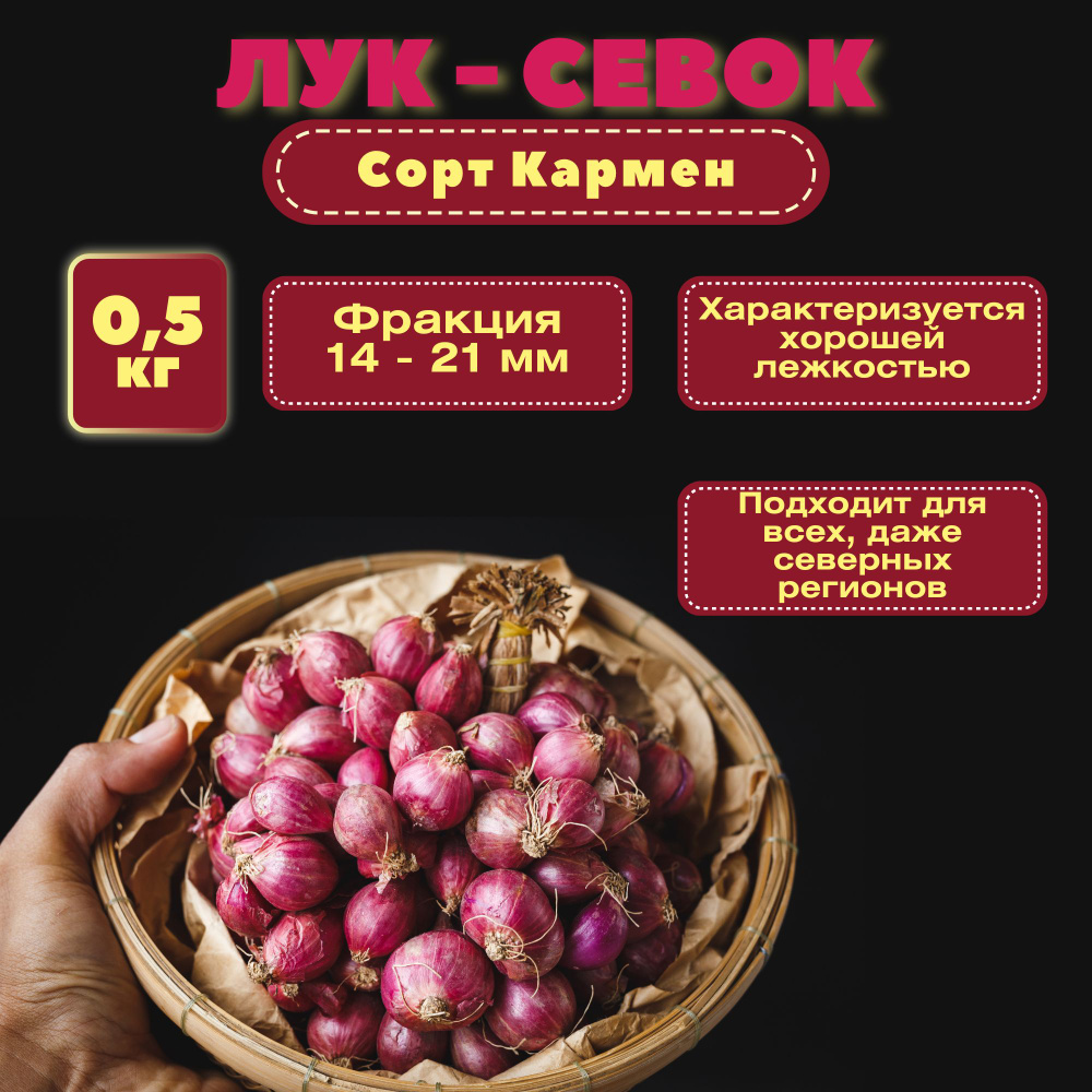 Лук севок красного салатного сорта 