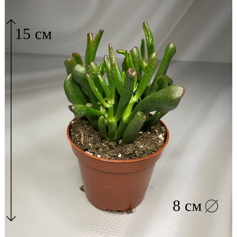 Крассула Овата Хоббит 8/15 #1