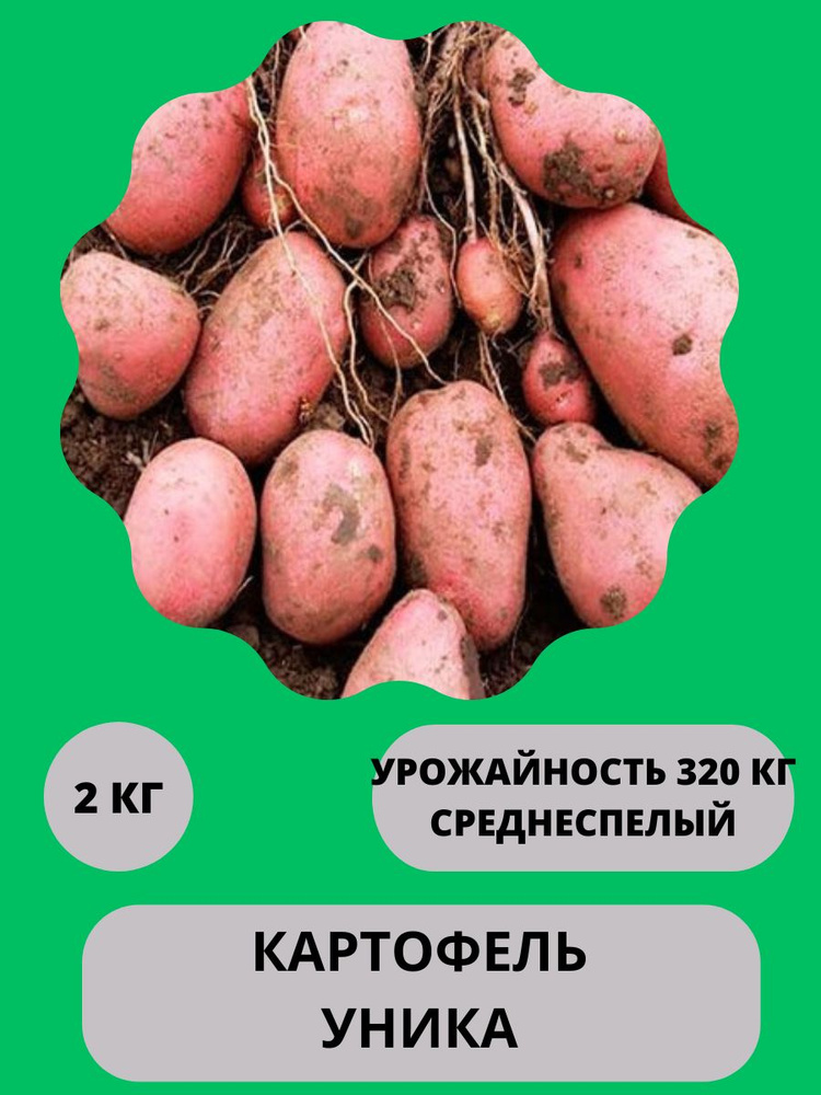 Клубни Картофель купить по выгодной цене в интернет-магазине OZON ...