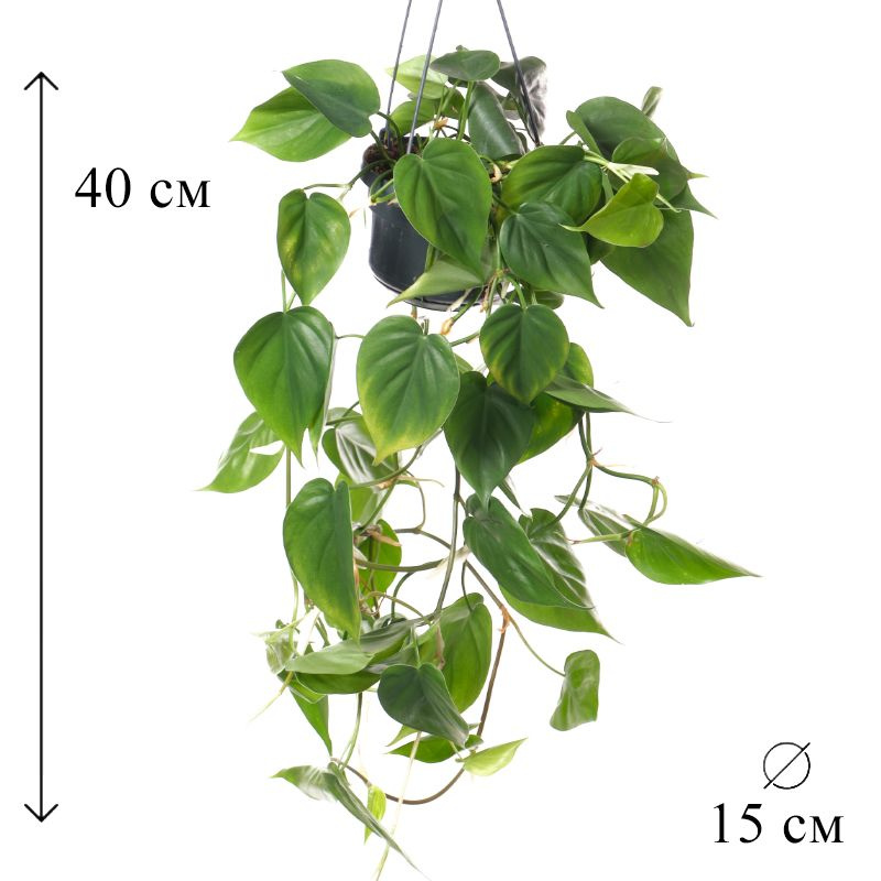 Филодендрон Сканденс подвесной D-15 см #1