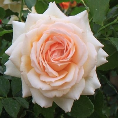 роза чайно-гибридная чандос бьюти #1
