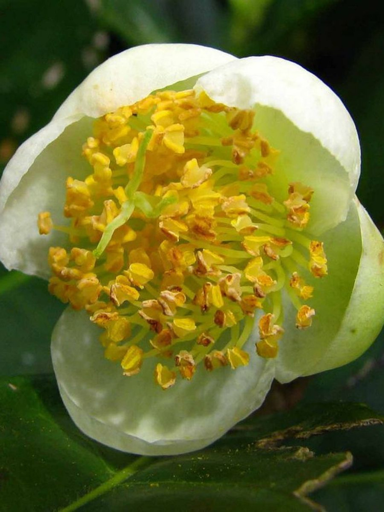 Семена Камелия китайская (Camellia sinensis), 5 штук #1