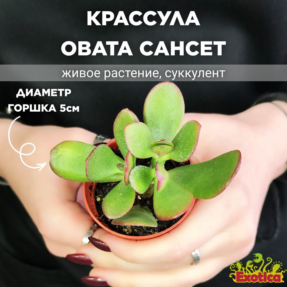 Крассула Овата Сансет (Crassula Ovata Sunset) D5см