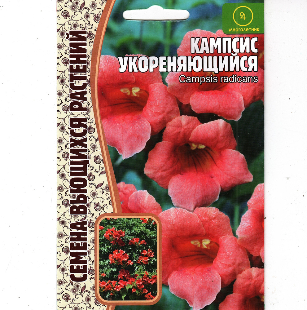 Кампсис укореняющийся Campsis radicans, многолетняя лиана ( 1 уп: 20 семян )  #1