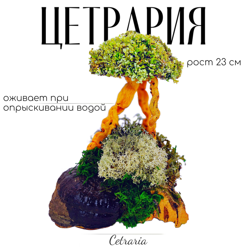 Украшение настольное интерьерное Cetraria tree_1 - купить по доступным  ценам в интернет-магазине OZON (335404354)