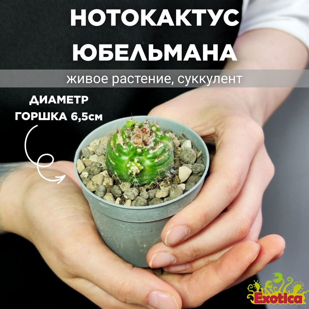 Нотокактус Юбельмана Монструозо (Notocactus Uebelmannianus Mostruoso) D6,5см  #1