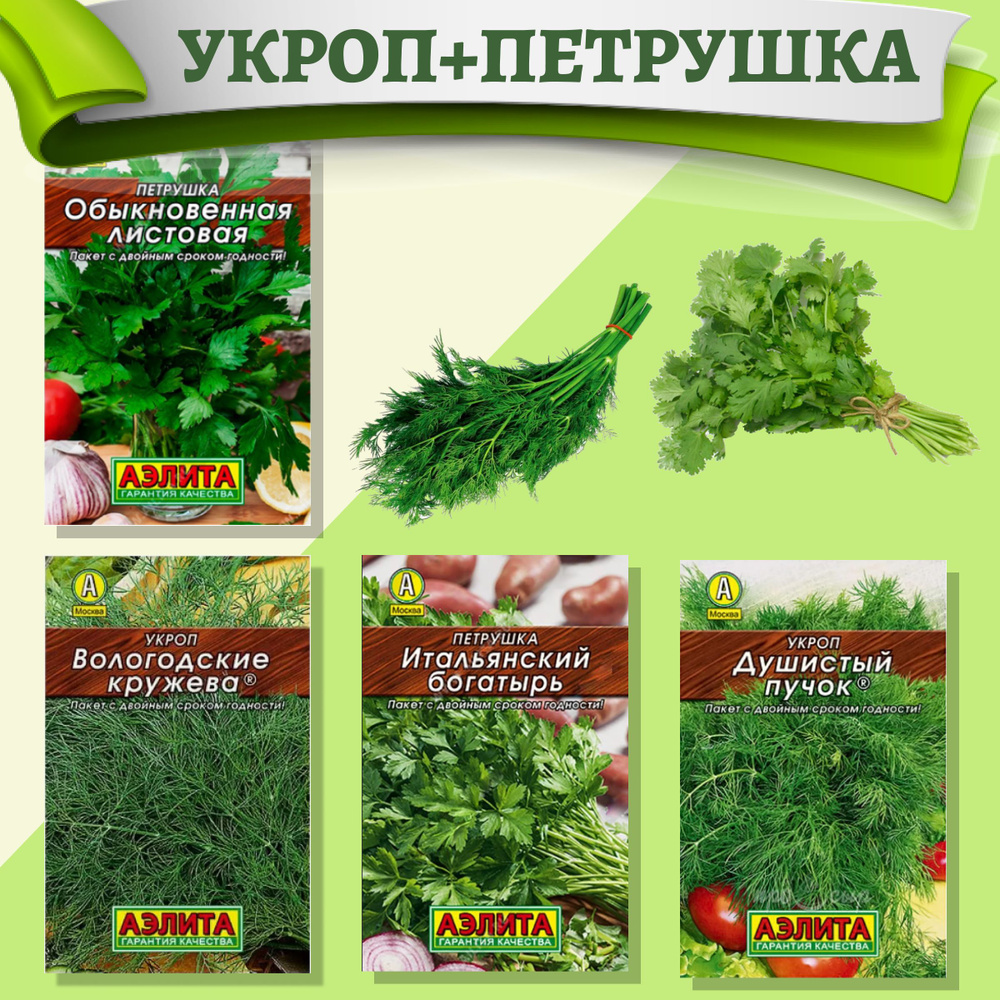Семена Укроп, Петрушка 4 популярных сорта - среднеспелый сорт, для выращивания в открытом грунте и пленочных #1