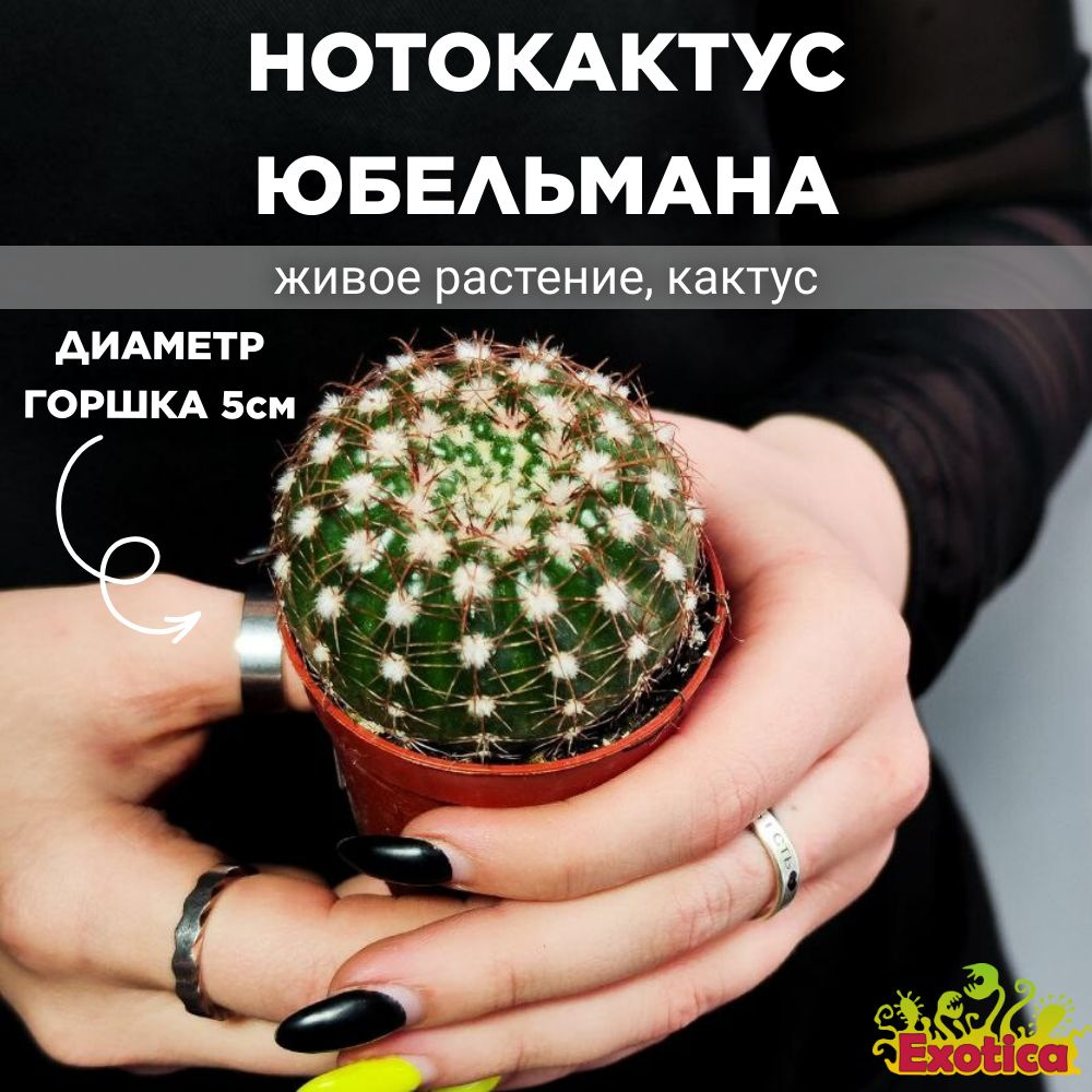 Нотокактус Юбельмана (Notocactus Uebelmaniana) D5см #1