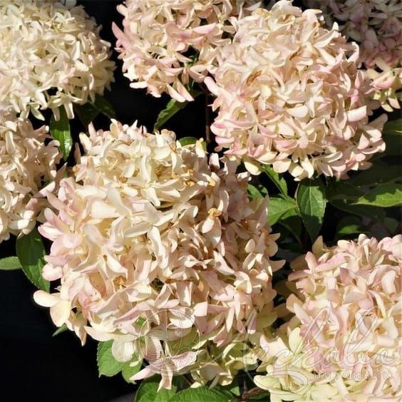 Гортензия метельчатая Скайфолл - Hydrangea paniculata Skyfall (саженец ЗКС - контейнер 0,5 л) / делёнки #1