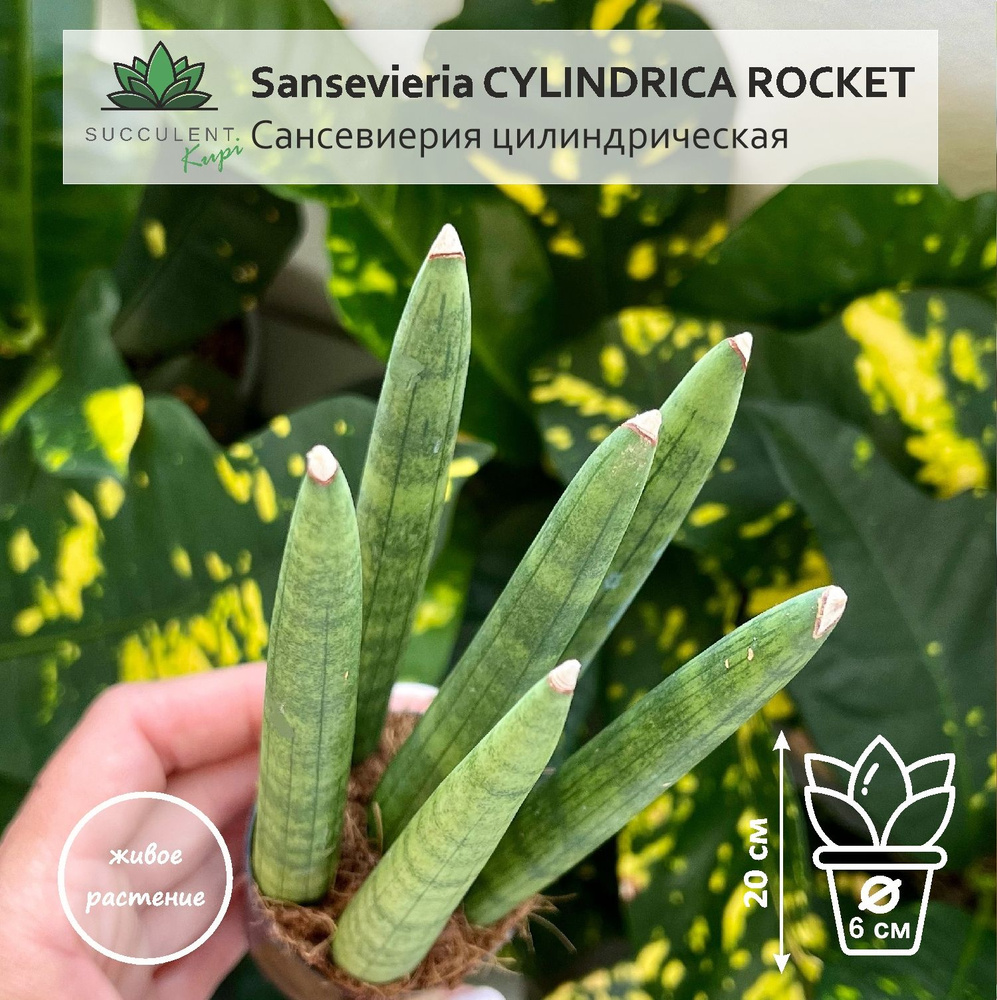 Sansevieria CYLINDRICA ROCKET /   6  /      OZON    (1599990613)