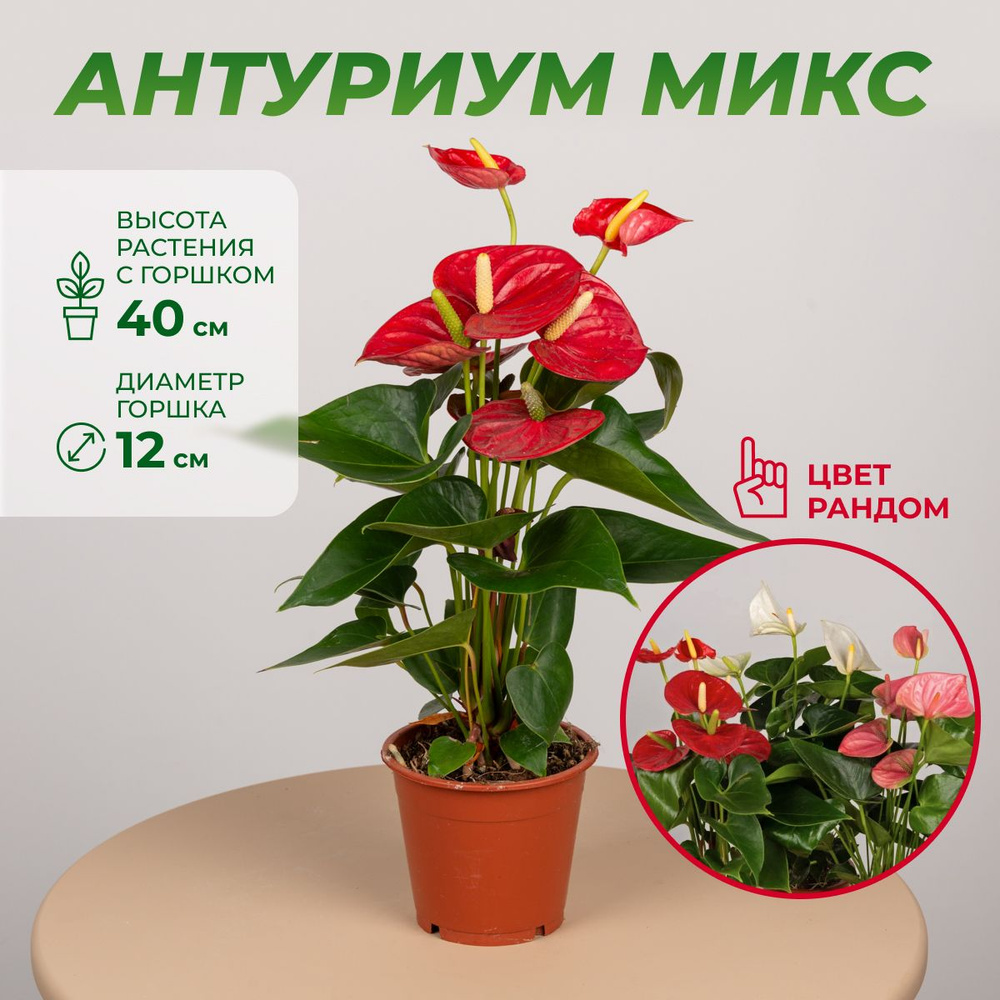 Антуриум микс, высота 30-40 см, дм 12 см, цвет красный, комнатное растение  #1