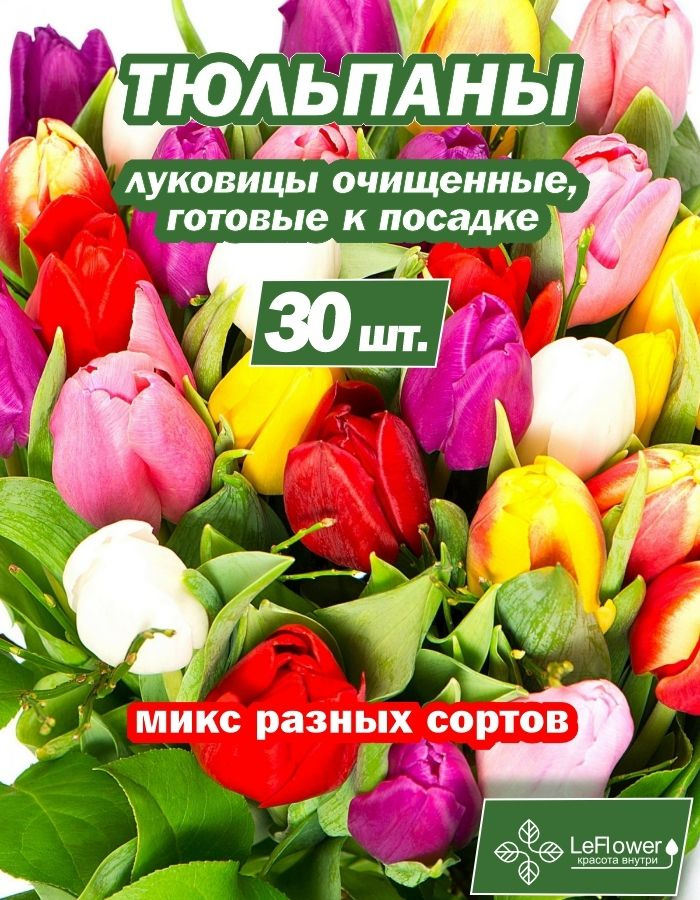 Тюльпаны, смесь разных сортов 30шт. разбор крупный #1