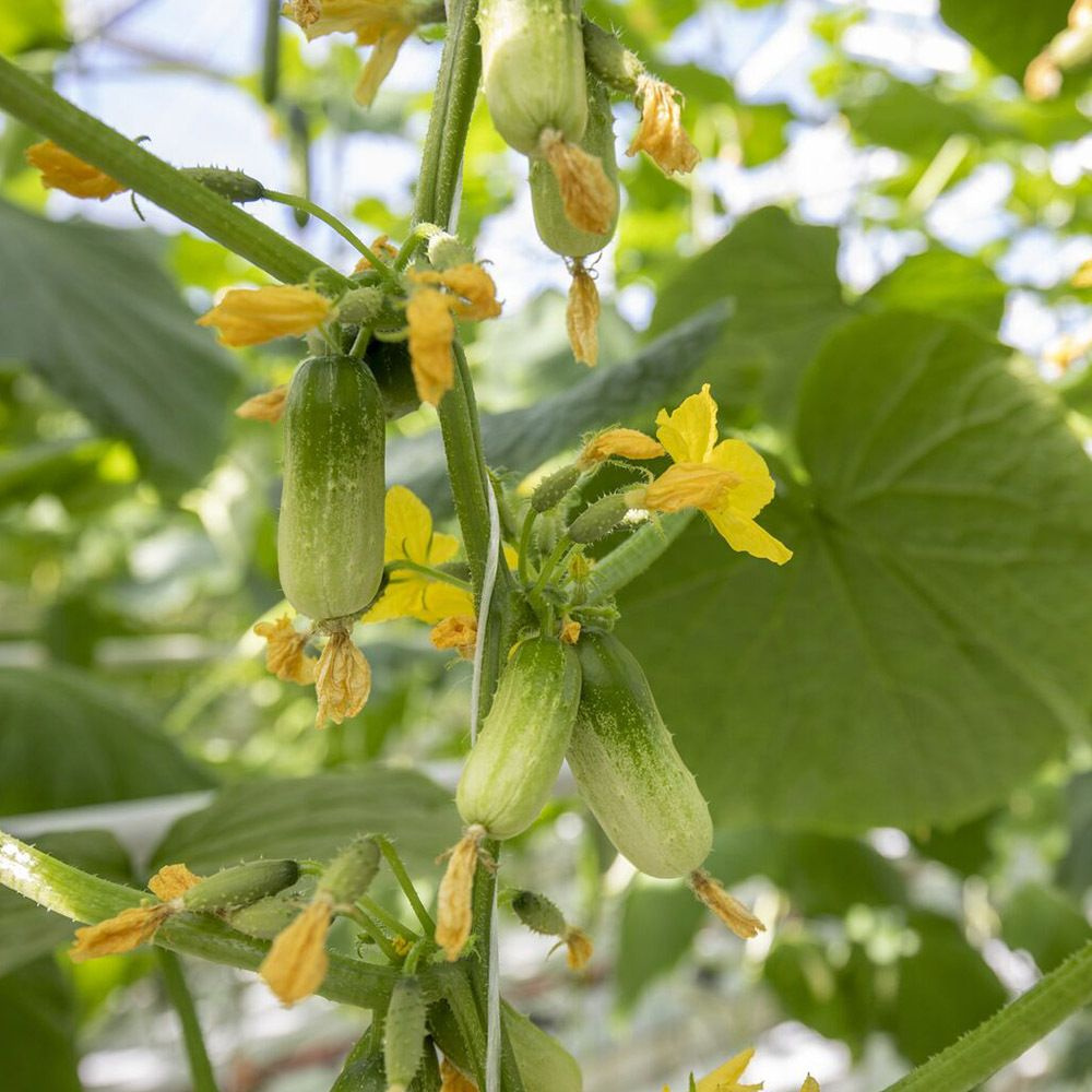 КВИРК F1 семена огурца раннего, 3 шт. (Rijk Zwaan / ALEXAGRO). Высокоурожайный, партенокарпический гибрид #1