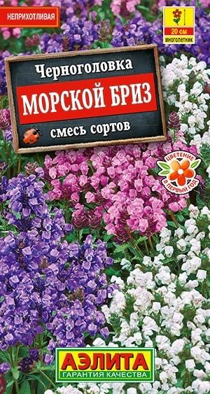 ЧЕРНОГОЛОВКА МОРСКОЙ БРИЗ. Семена. Зимостойкий травянистый многолетник. Растения почву покровного типа #1