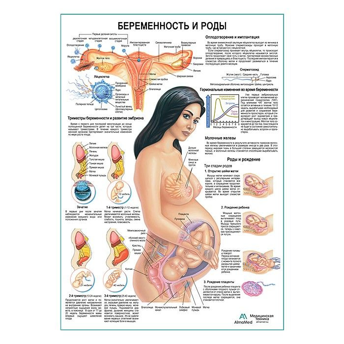 Беременность и роды, обучающий плакат, глянцевый холст от 200г/м2  #1