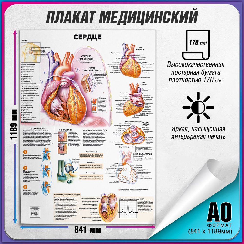 Информационный медицинский плакат "Сердце человека" / А-0 (84x119 см.)  #1