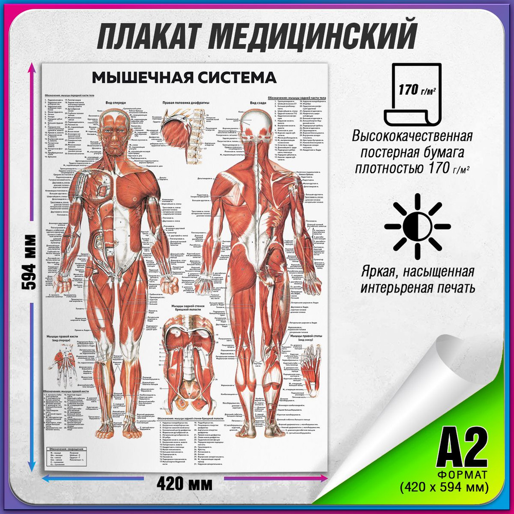 Информационный медицинский плакат "Мышцы" / Постер по анатомии человека "Мышечная система" / А-2 (42x60 #1