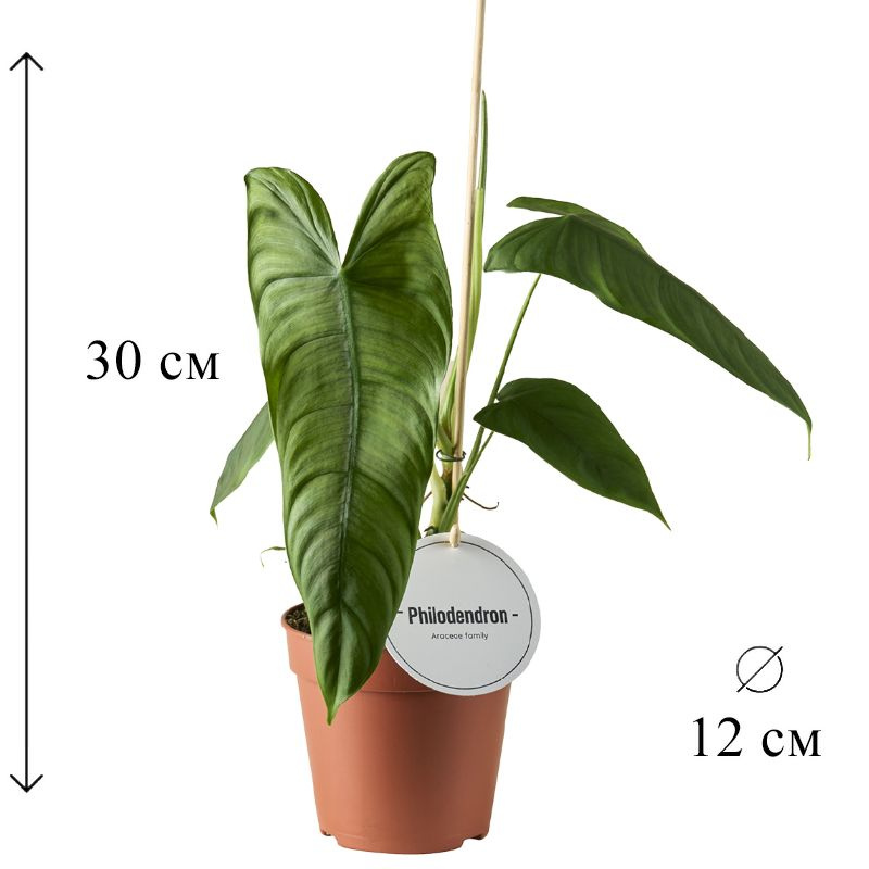 Филодендрон Шаронии 12/30 см #1