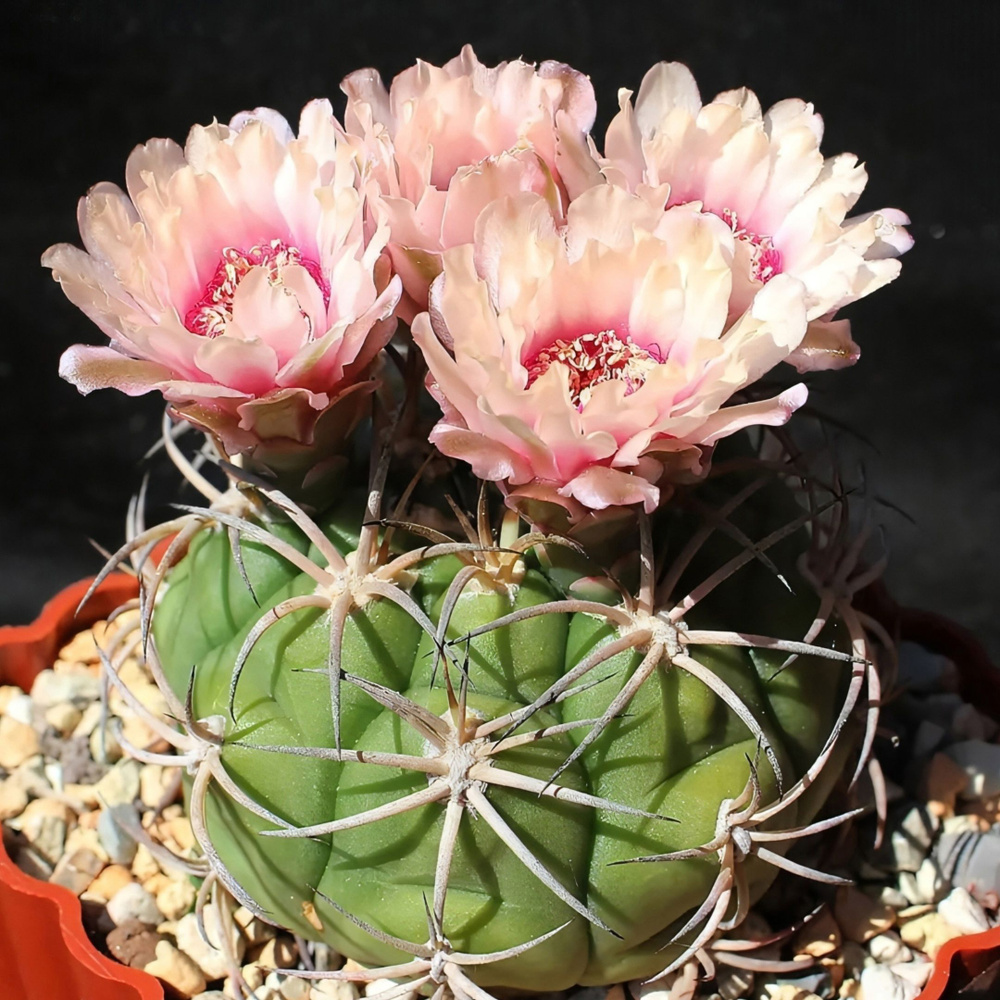 Семена Гимнокалициум Пфланца - Gymnocalycium pflanzii (10 шт.) Микс сортов.  #1