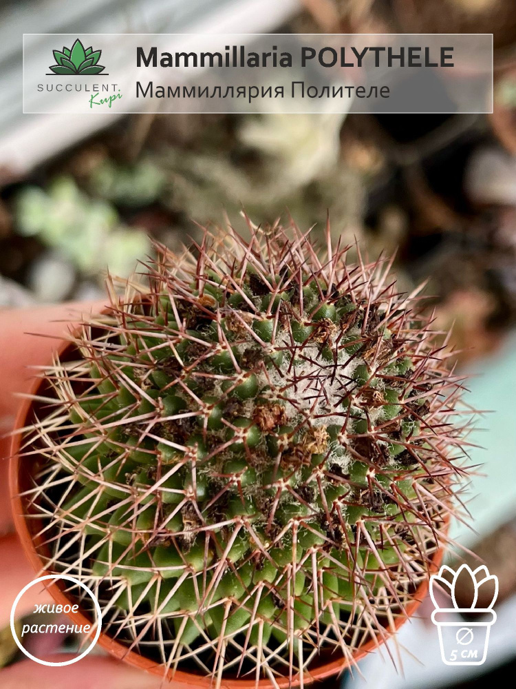 Mammillaria POLYTHELE / диаметр горшка 5 см / Маммиллярия Полителе #1