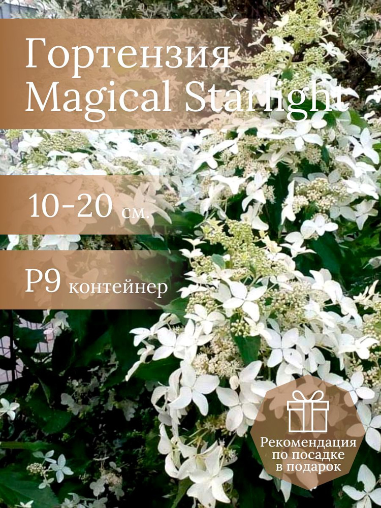 Гортензия метельчатая Мэджикал Старлайт купить на OZON по низкой цене ...