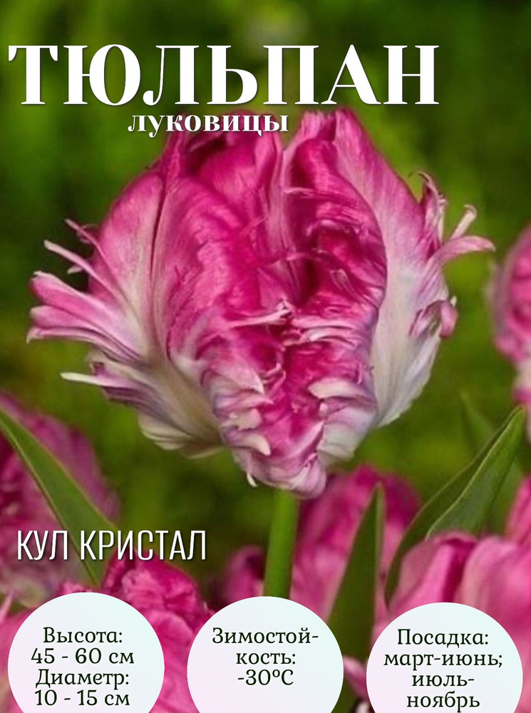 Тюльпан луковицы многолетние крупные 3 шт #1