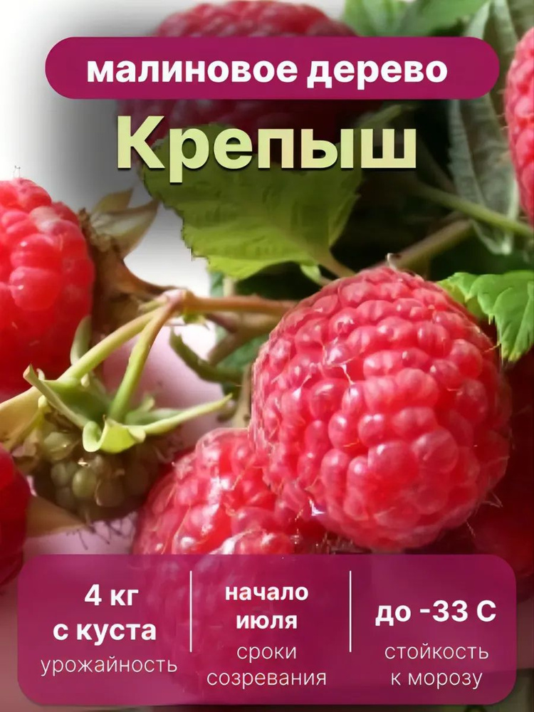 малиновое дерево Крепыш 2шт #1