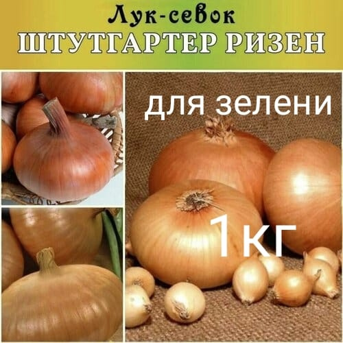 лук севок штутгартер ризен #1
