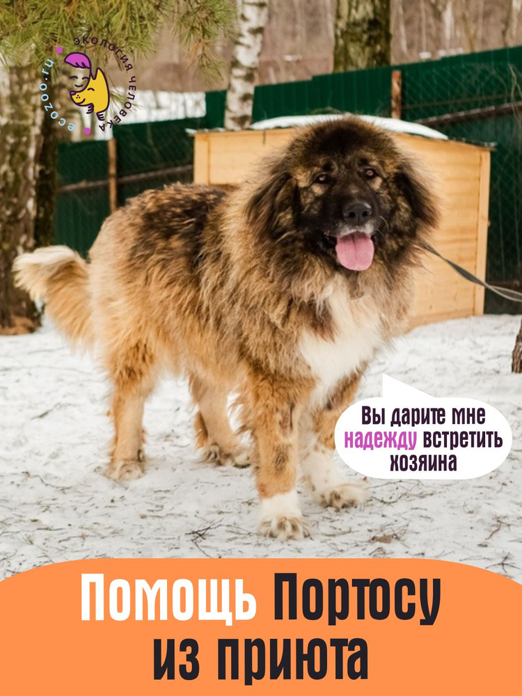 Помочь Портосу найти дом #1