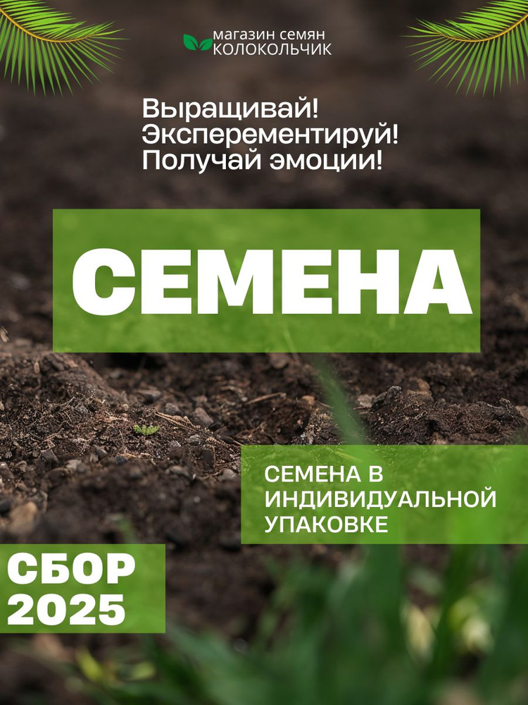 Семена айлант высочайший 20 штук #1