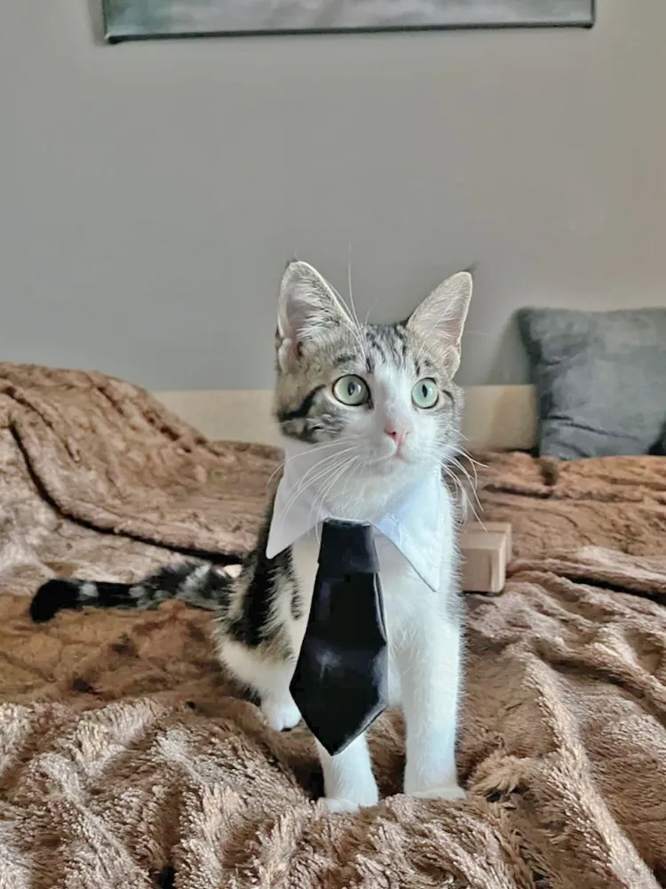 Галстук для кота с воротником аксессуар для кошек, на праздник, фотосессию, подарок питомцу, вариант, фото 4