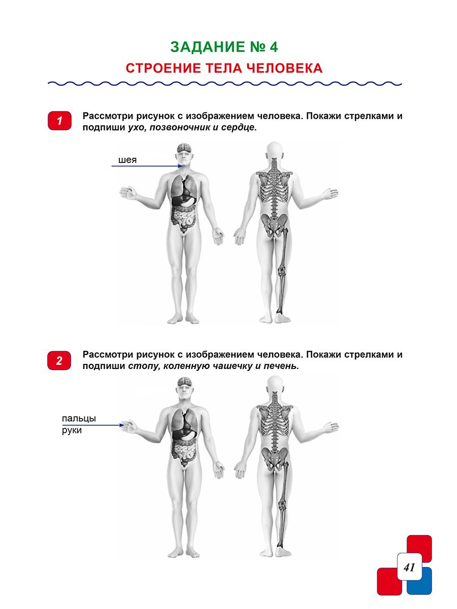 ВПР 4 класс Окружающий мир 150 типовых заданий ФГОС НОВЫЙ | 4th Grade VRP. Environmental Studies. 150 Typical Tasks. New FGS - Ozon image 5