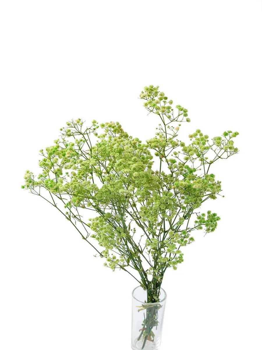 гимсофила 50-55cm арт.SJ-5A салатовый