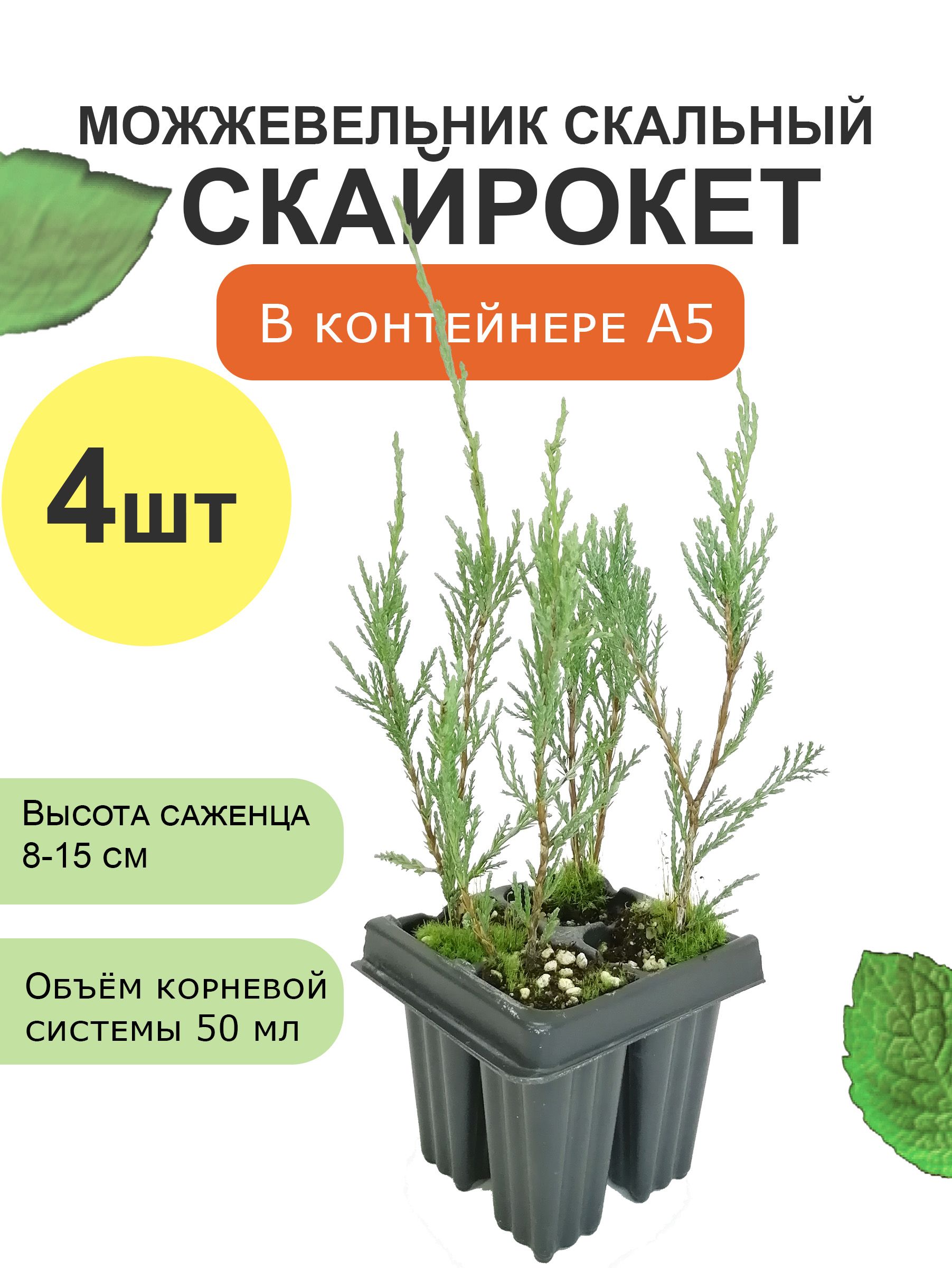 FINETREES Саженец,48шт - купить с доставкой по выгодным ценам в  интернет-магазине OZON (694428116)