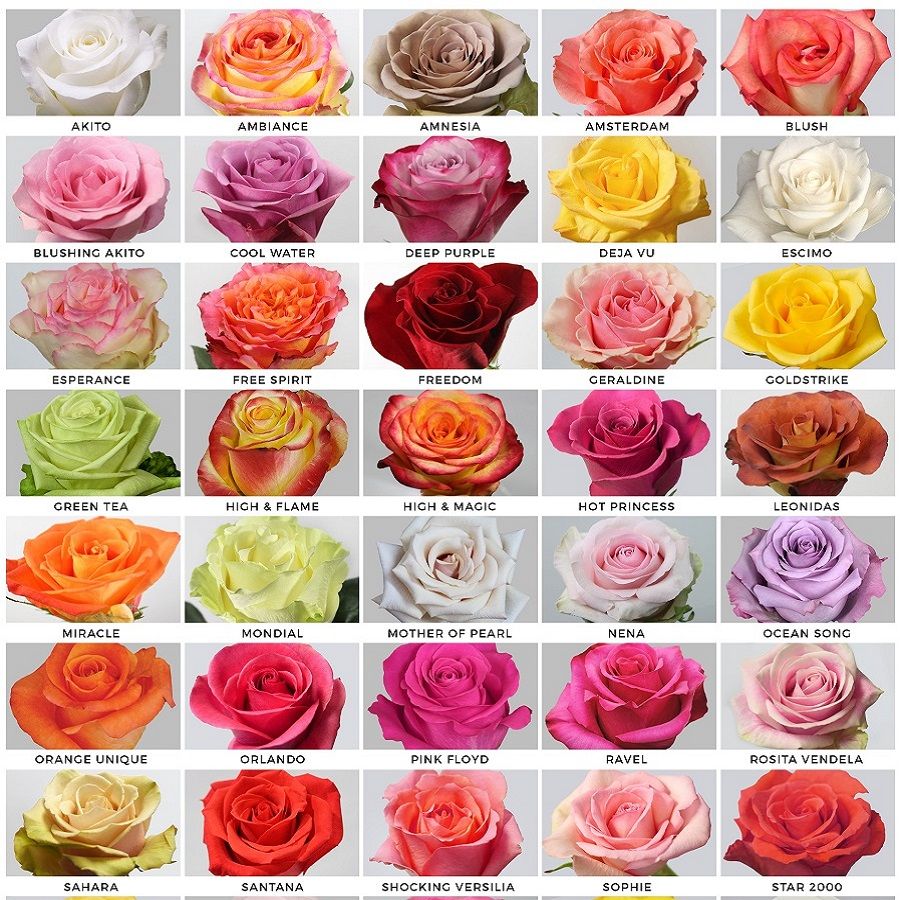 Жалаңаш арық қыздардың видеосы