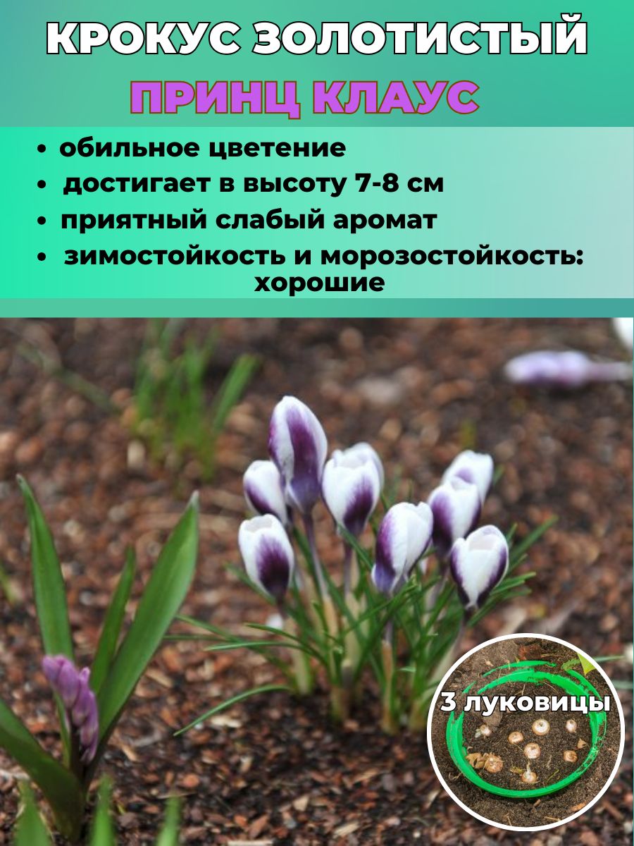 Замачивание луковиц