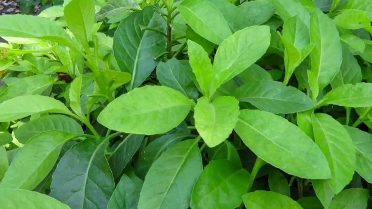 Poezdda porno konduktorlar